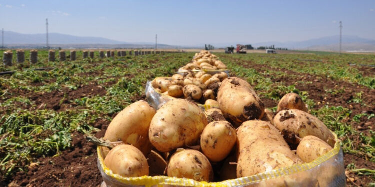 Sandıklı'da patates ekimi başladı
