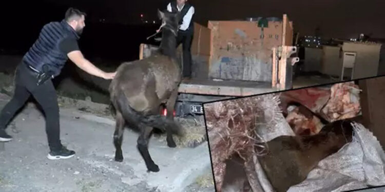 Sultangazi'de gecekonduda at kesenlere baskın