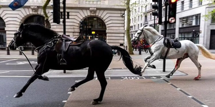 Süvari atları Londra’nın caddelerine kaçtı; yaralılar var