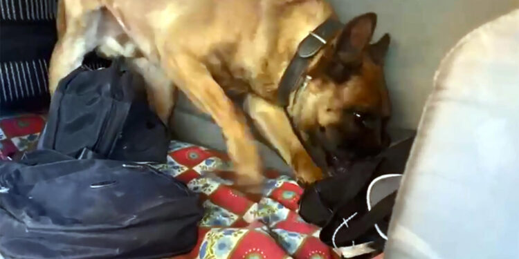 Carlos 200 bin uyuşturucu hapı buldu