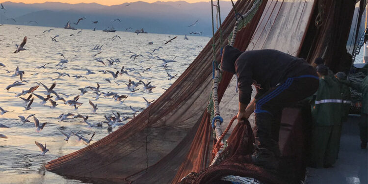 Yasal boy sınırı altında avlandığı tespit edilen 20 ton hamsiye el konuldu