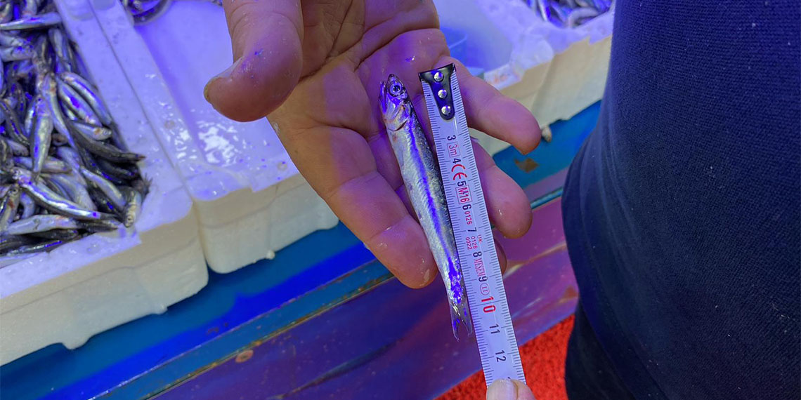 Trabzon'da, yasal boy sınırı altında avlandığı tespit edilen 20 ton hamsi ile 80 kilogram istavrite el konuldu.