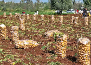 Türkiye'nin en erkenci patatesinin hasadı başladı