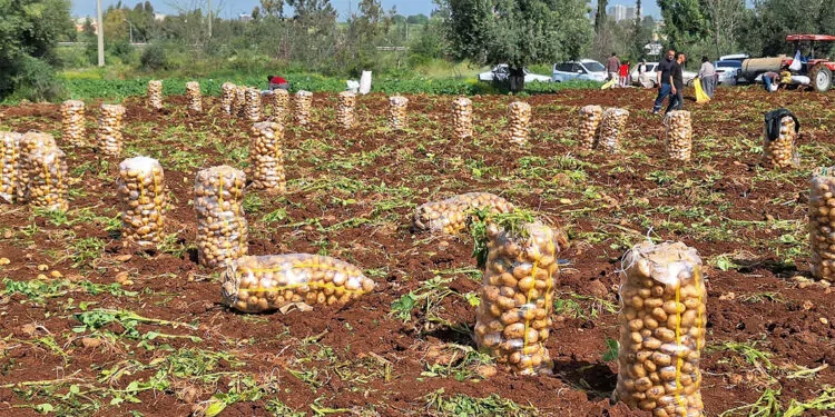 Türkiye'nin en erkenci patatesinin hasadı başladı