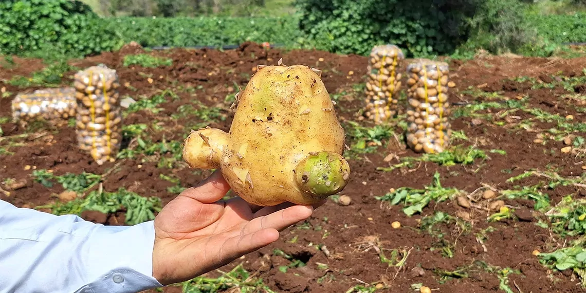 Turkiyenin en erkenci patatesinde hasat 35915 2 - i̇ş dünyası - haberton
