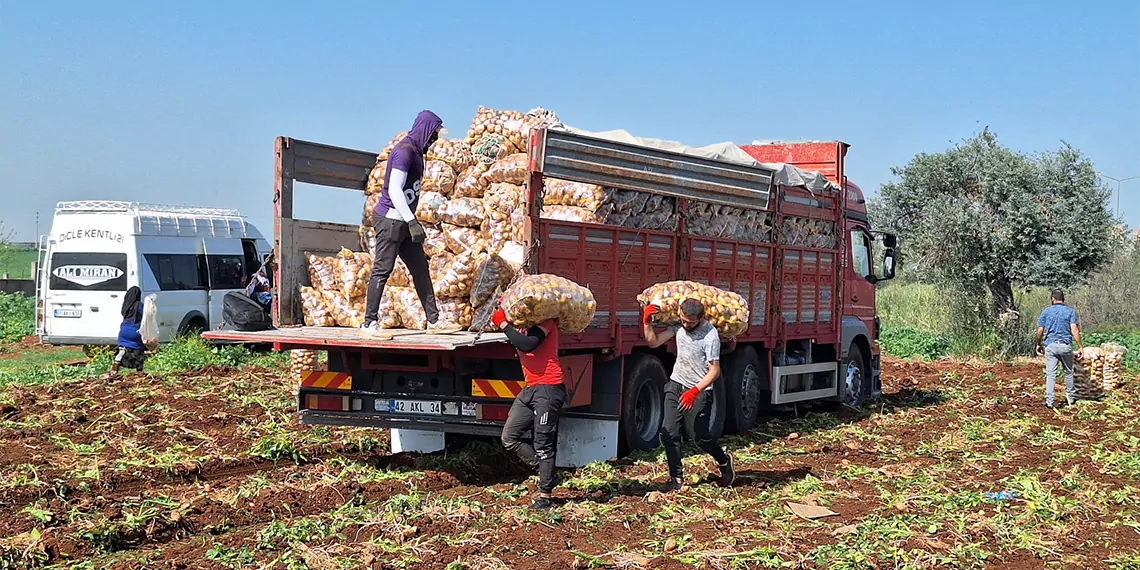 Adana’da türkiye'nin en erkenci patatesinin hasadı başladı. İşçiler tarafından çuvallanıp kamyonlara yüklenerek ülkenin dört bir yanına gönderilen patates, tarlada kilosu 17 liraya satılıyor.