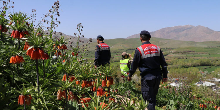Ters laleler jandarma korumasında