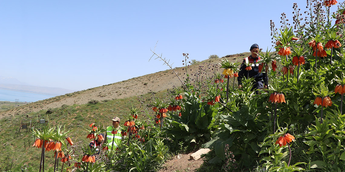 Ters laleler jandarma korumasında