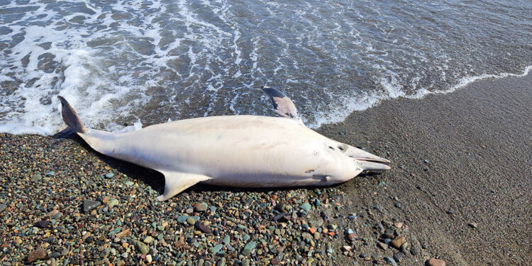 Trabzon'da sahilde ölü yunus bulundu