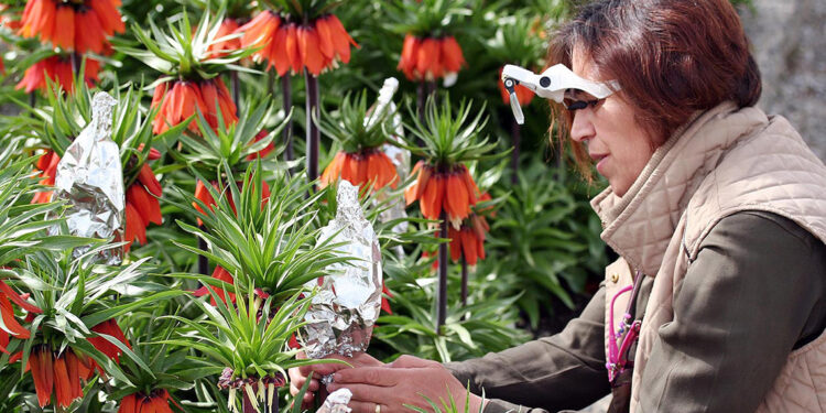 Türkiye'nin tek ters lale koleksiyon bahçesi