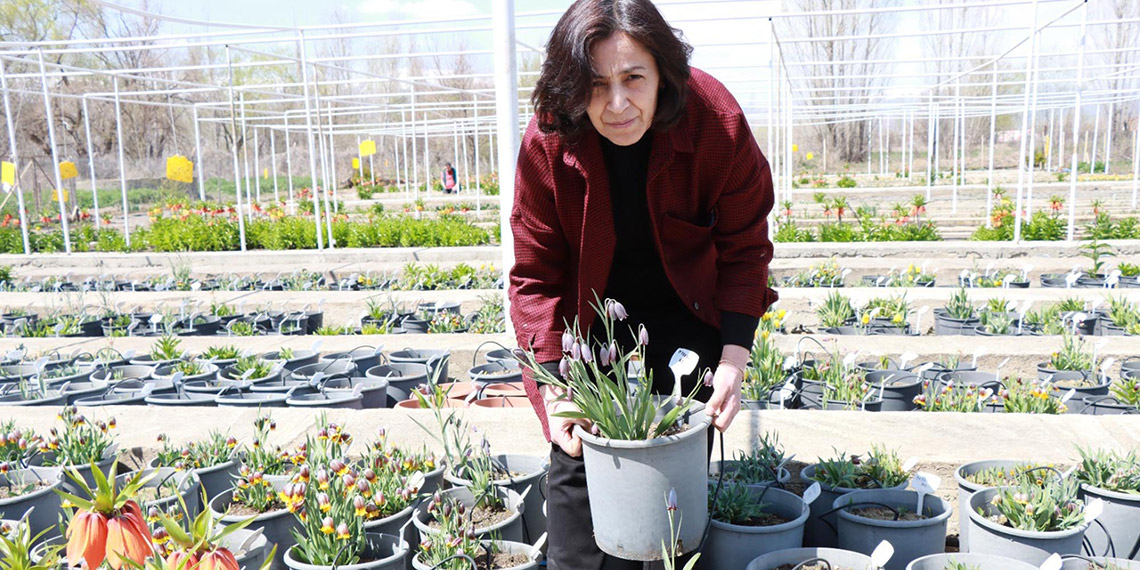 Türkiye'nin tek ters lale koleksiyon bahçesi