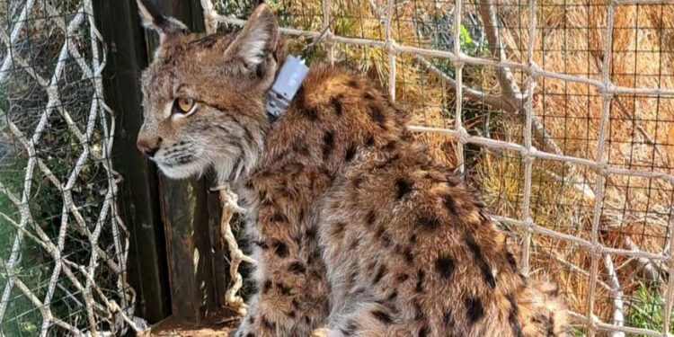 Türkiye'nin uydu vericili ikinci Balkan vaşağı 'Cemile'