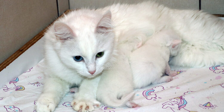 Van kedisinin doğum oranı yüzde 50 arttı