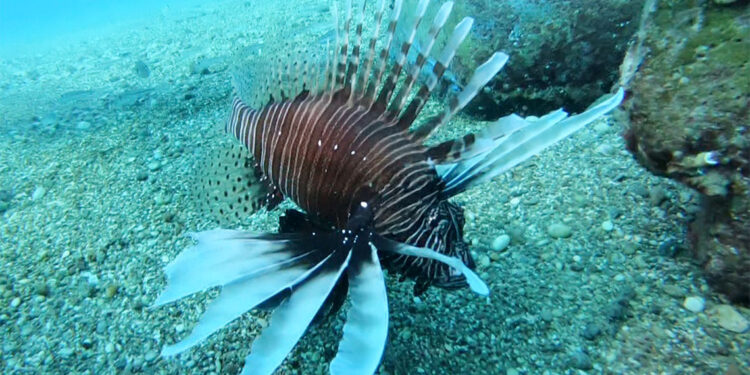 Yapay resiflerde istilacı tür tehlikesi