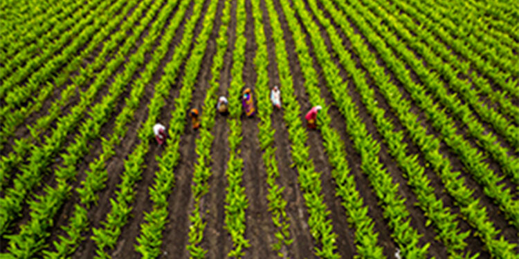 Herkes yapay zekayla tarım yapabilecek