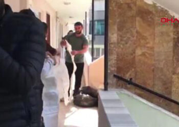Yazlık sitedeki dairede 2 çürümüş ceset bulundu
