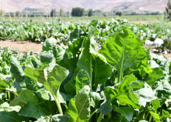 Yerli şeker pancarı tohumları tescil edildi