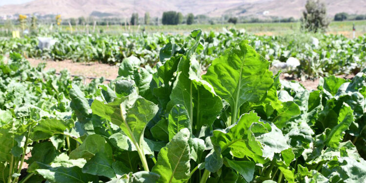 Yerli şeker pancarı tohumları tescil edildi