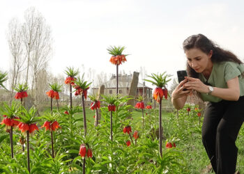 Yüksekova'da ters laleler çiçek açtı