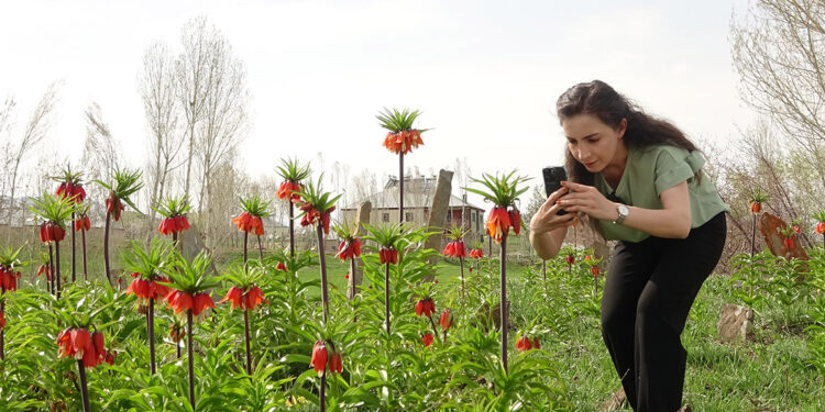 Yüksekova'da ters laleler çiçek açtı