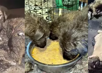 Zifte bulanmış 10 yavru köpek temizlenerek bakımları yapıldı