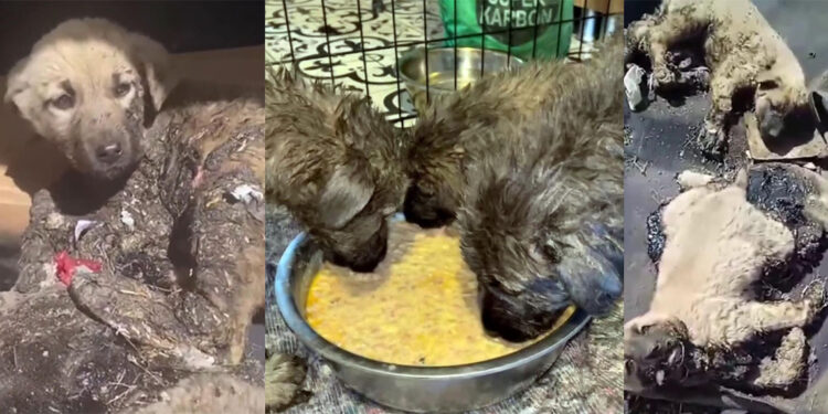Zifte bulanmış 10 yavru köpek temizlenerek bakımları yapıldı