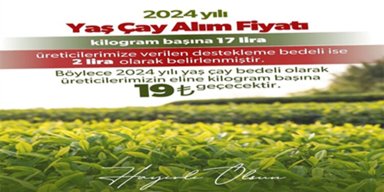 2024 yılı yaş çay alım fiyatı belirlendi