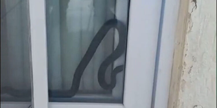 Eve giren yılan panik yarattı