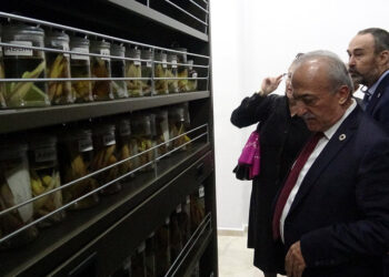 250 bin böcek, Biyoçeşitlilik Bilim Müzesi'nde sergileniyor