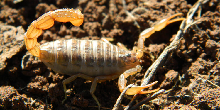 40 yıldır bilinen akrebin yeni bir türü keşfedildi