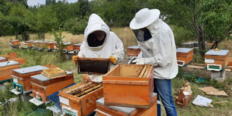 En fazla bal üretimi yapan iller; Ordu, Adana, Muğla, Sivas ve İzmir