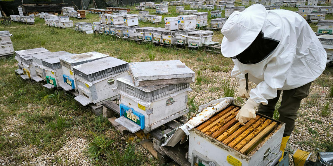 Eskişehir’de turizm bölümünden mezun olduktan sonra 2 yıl Avrupa Birliği projelerinde görev alan Nilay, doğal yaşam hayaliyle turizm sektörünü bırakıp arıcılığa başladı.