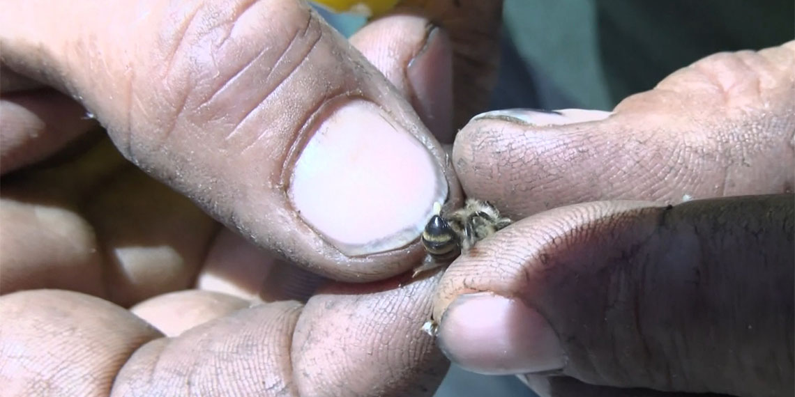 Büyükçekmece'de yeni bir kovan kurmak için mevcut kovanlarından ayrılan binlerce arı binanın çitlerini sardı.