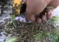 Büyükçekmece'de binlerce arı binanın çitlerini sardı