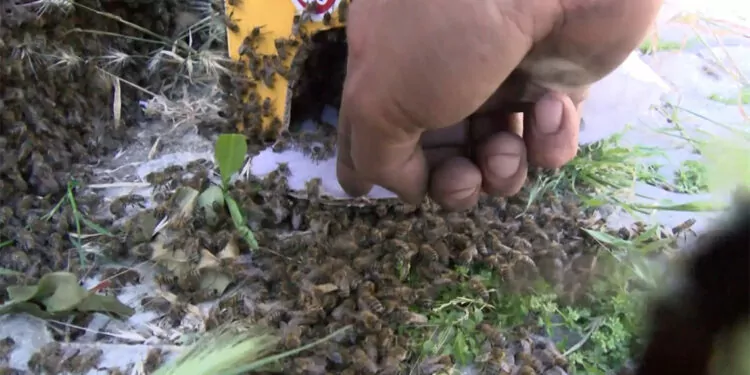 Büyükçekmece'de binlerce arı binanın çitlerini sardı