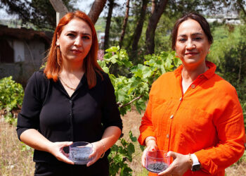 Üzüm bağlarının korunması için hidrojel üretildi