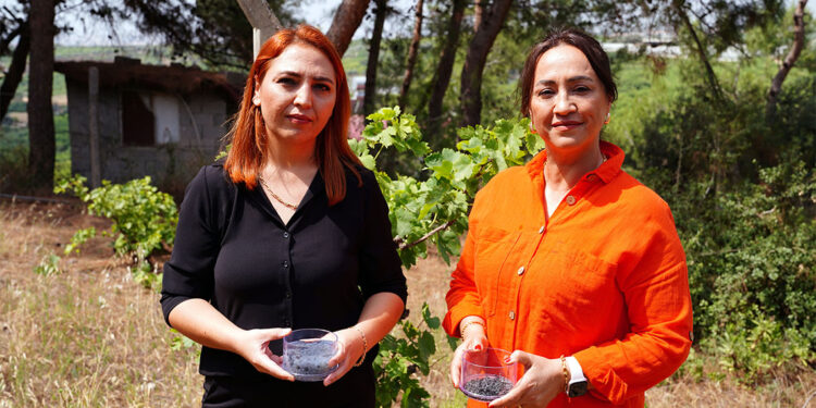 Üzüm bağlarının korunması için hidrojel üretildi