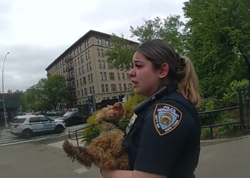 ABD polisi, sahibinin şiddet uyguladığı köpeği kurtardı