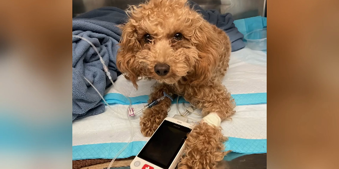 ABD polisi, sahibinin şiddet uyguladığı köpeği kurtardı