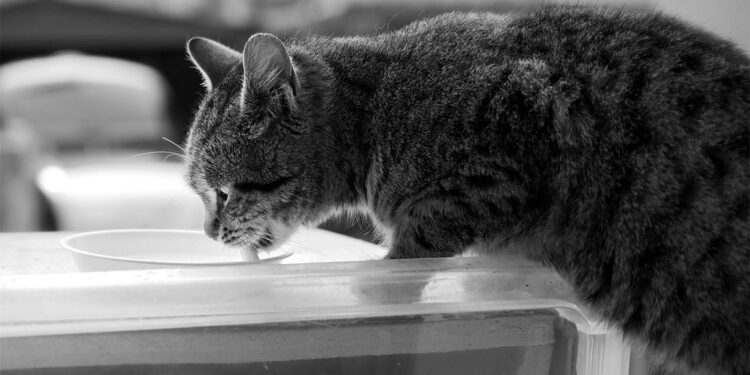 Çiğ süt içen kediler öldü