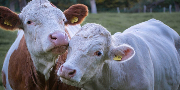 ABD’de inek etinde kuş gribi izleri tespit edildi