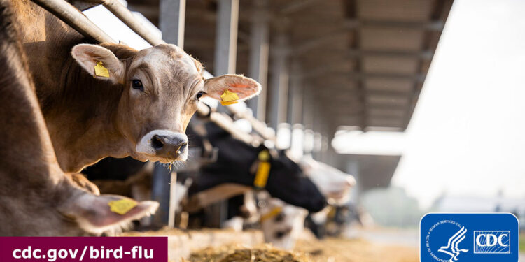 ABD’de süt ineğinden kuş gribi olan kişi sayısı 3'e çıktı