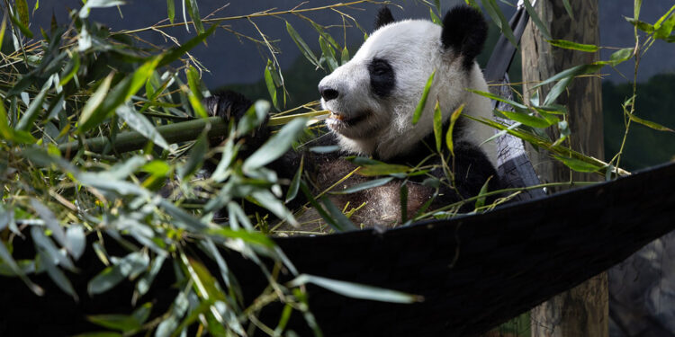 ABD'deki son 4 panda Çin’e geri gönderilecek