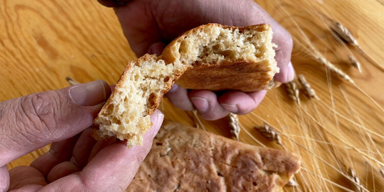 Kavılca buğdayı ulusal pazara açıldı