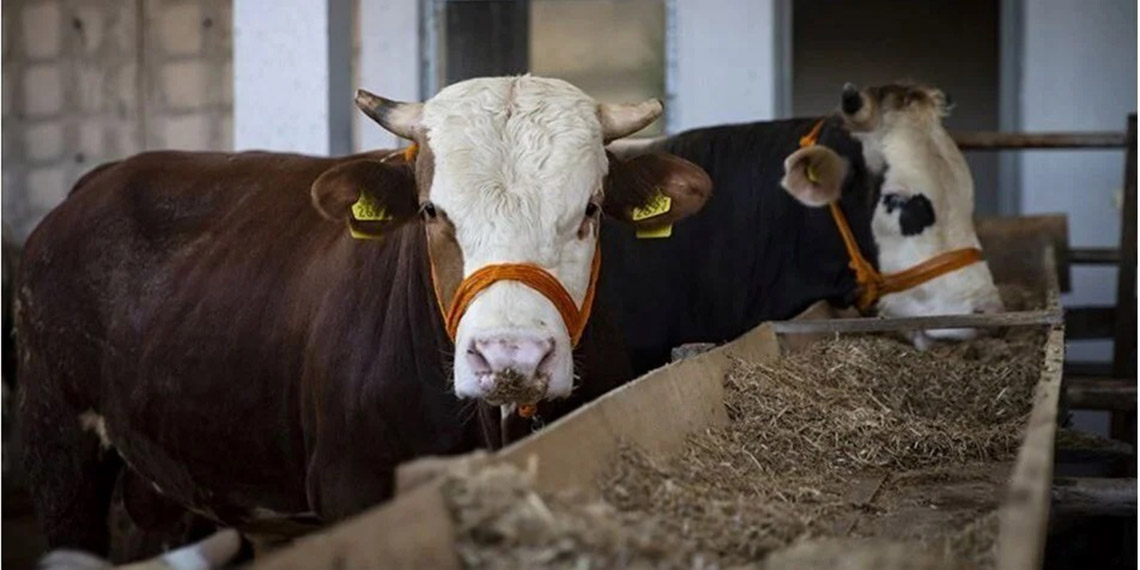 AVM ve zincir marketlerde satılan kurbanlıklar tartışma yarattı