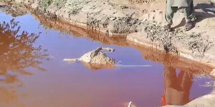 Afganistan'da sel felaketinde hayvanlar telef oldu