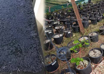 Akdeniz üzüm bağlarının korunması için ‘hidrojel’ üretildi