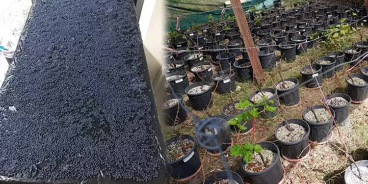 Akdeniz üzüm bağlarının korunması için ‘hidrojel’ üretildi