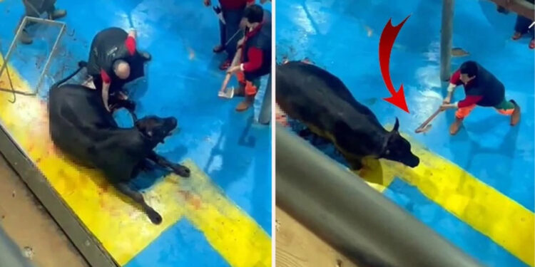 Amasya'da et entegre tesisinde büyükbaşa eziyet; 5 tutuklama