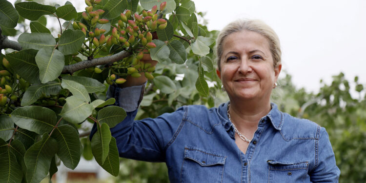 Antalya'nın kurak ve atıl arazileri, Antep fıstığıyla hayata döndü
